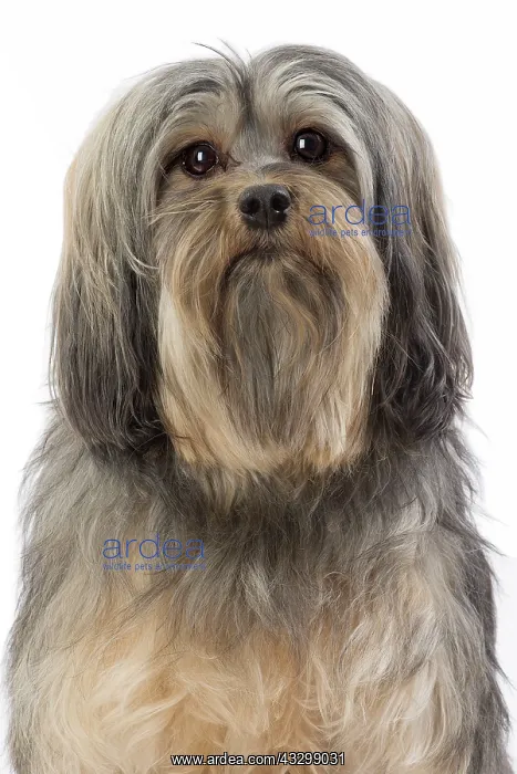 : 80194731 Dog - Lowchen / Little Lion Dog Jean-Michel : 80194731 Dog - Lowchen / Little Lion Dog Jean-Michel