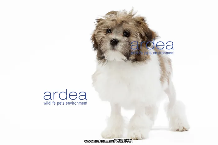  : 80194733 Dog - Lowchen  /  Little Lion Dog Jean-Michel