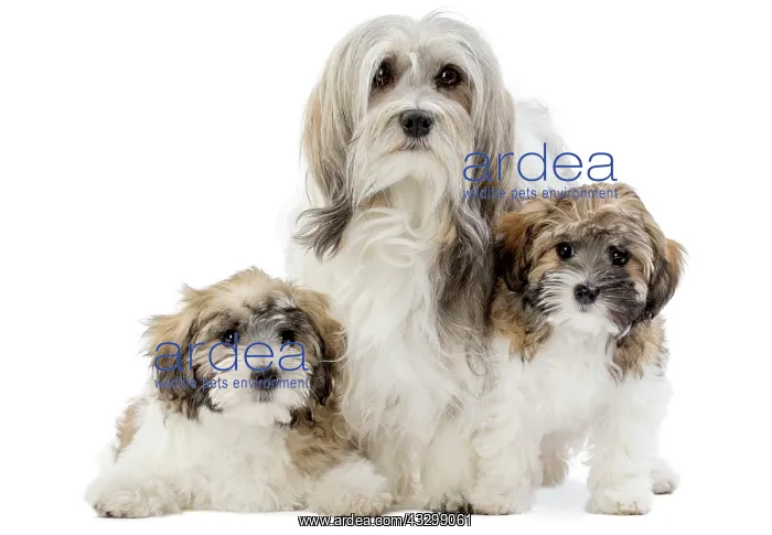 : 80194734 Dog - Lowchen / Little Lion Dog Jean-Michel : 80194734 Dog - Lowchen / Little Lion Dog Jean-Michel