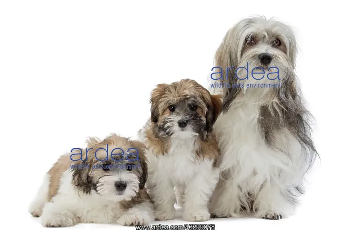 : 80194736 Dog - Lowchen / Little Lion Dog Jean-Michel : 80194736 Dog - Lowchen / Little Lion Dog Jean-Michel
