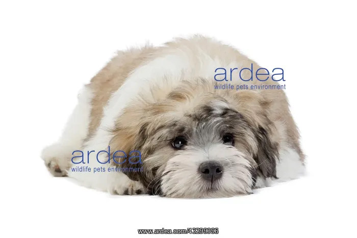 : 80194738 Dog - Lowchen / Little Lion Dog Jean-Michel : 80194738 Dog - Lowchen / Little Lion Dog Jean-Michel