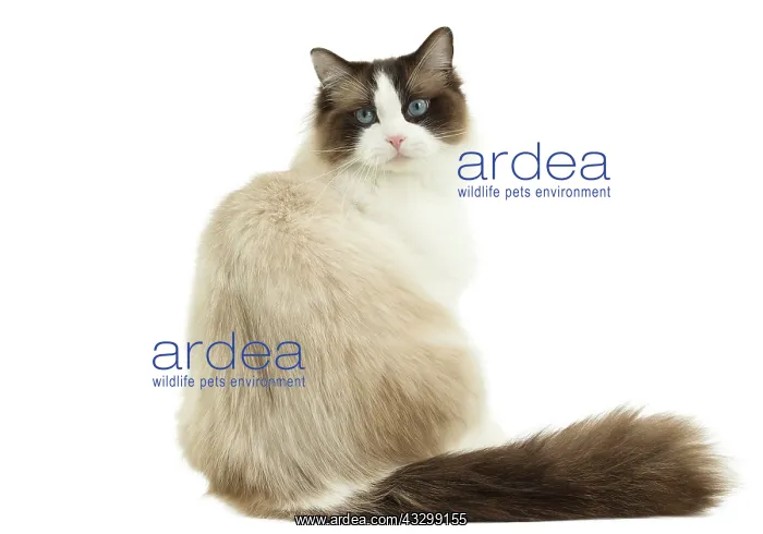 : 80194747 Cat - Ragdoll Jean-Michel Labat All images : 80194747 Cat - Ragdoll Jean-Michel Labat All images