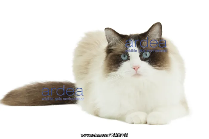  : 80194748 Cat - Ragdoll Jean-Michel Labat All images