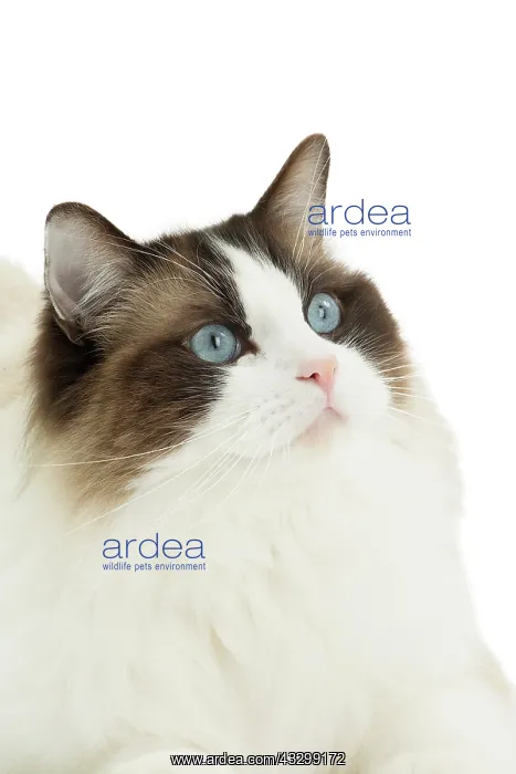 : 80194749 Cat - Ragdoll Jean-Michel Labat All images : 80194749 Cat - Ragdoll Jean-Michel Labat All images