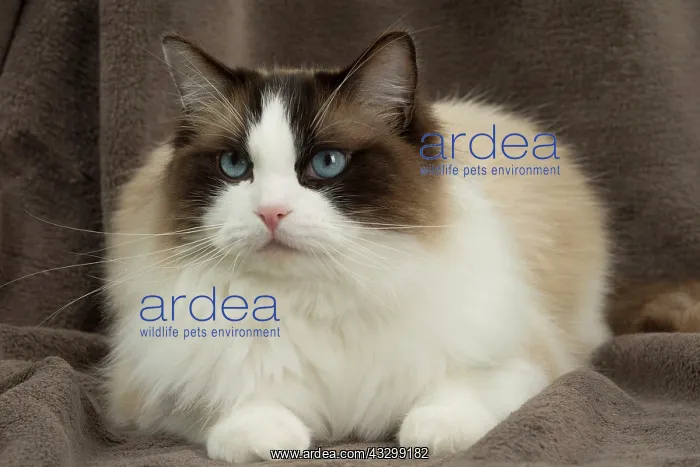  : 80194750 Cat - Ragdoll Jean-Michel Labat All images