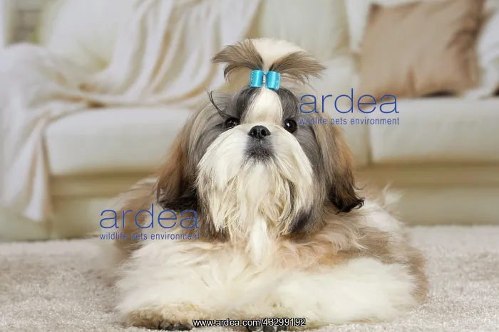  : 80194751 Dog - Shih Tzu Jean-Michel Labat All images