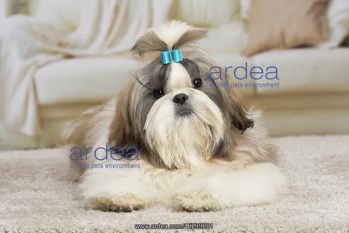 : 80194752 Dog - Shih Tzu Jean-Michel Labat All images : 80194752 Dog - Shih Tzu Jean-Michel Labat All images