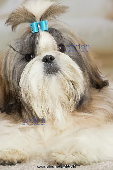 : 80194753 Dog - Shih Tzu Jean-Michel Labat All images : 80194753 Dog - Shih Tzu Jean-Michel Labat All images