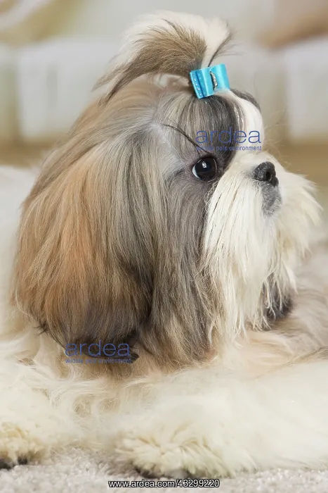 : 80194754 Dog - Shih Tzu Jean-Michel Labat All images : 80194754 Dog - Shih Tzu Jean-Michel Labat All images