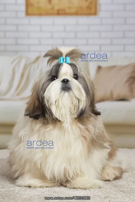 : 80194755 Dog - Shih Tzu Jean-Michel Labat All images : 80194755 Dog - Shih Tzu Jean-Michel Labat All images