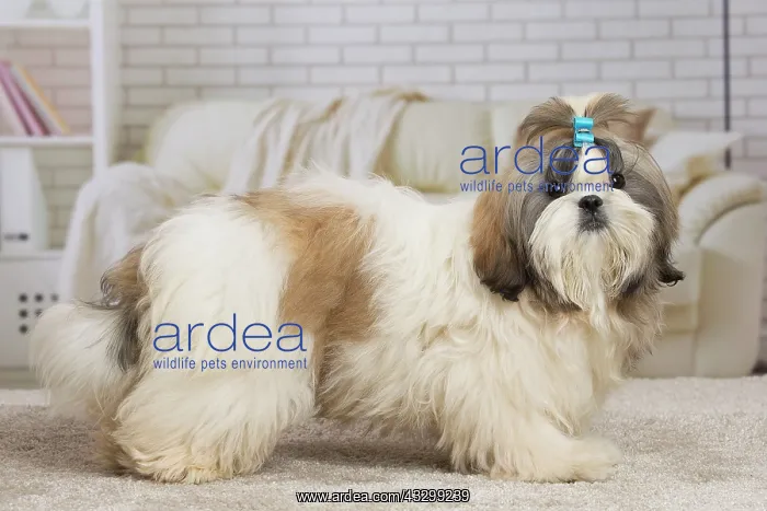 : 80194756 Dog - Shih Tzu Jean-Michel Labat All images : 80194756 Dog - Shih Tzu Jean-Michel Labat All images