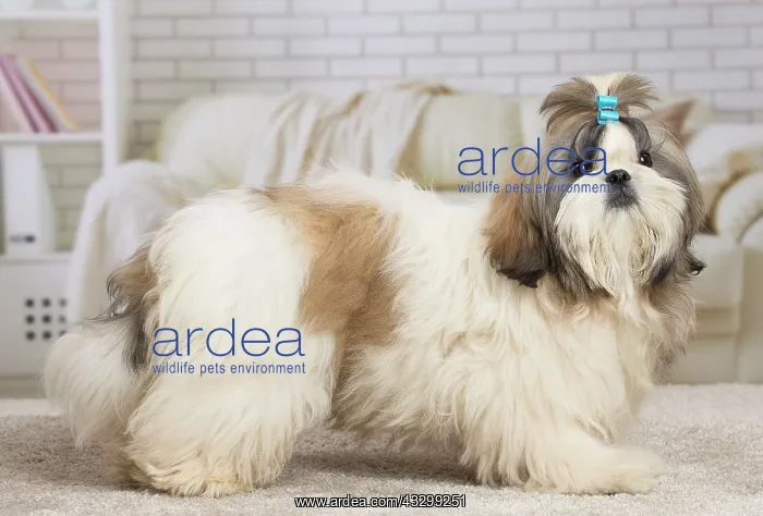 : 80194757 Dog - Shih Tzu Jean-Michel Labat All images : 80194757 Dog - Shih Tzu Jean-Michel Labat All images