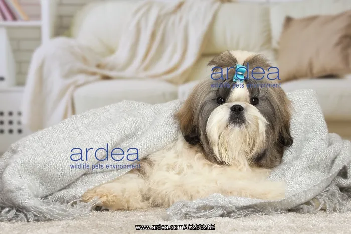 : 80194758 Dog - Shih Tzu Jean-Michel Labat All images : 80194758 Dog - Shih Tzu Jean-Michel Labat All images