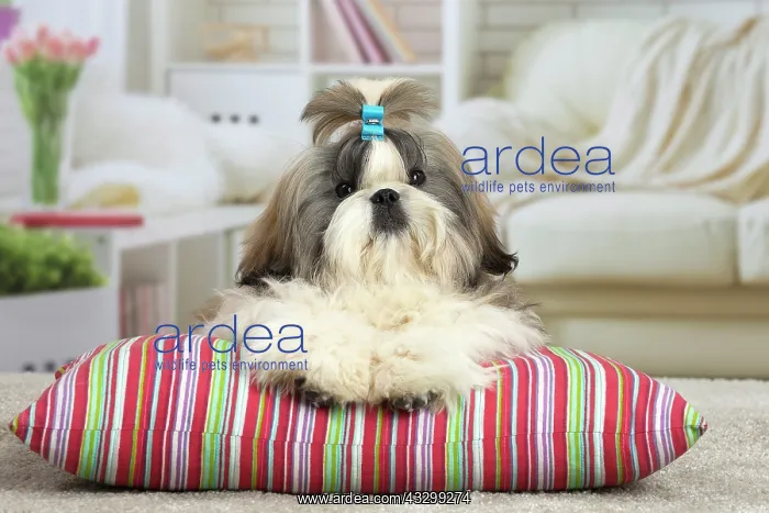  : 80194759 Dog - Shih Tzu Jean-Michel Labat All images