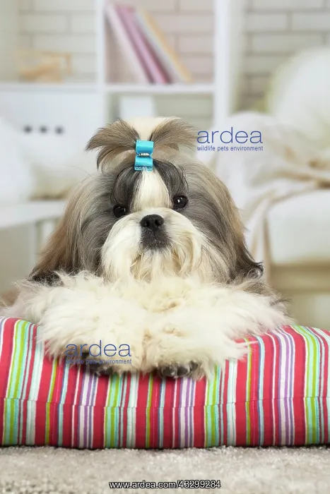 : 80194760 Dog - Shih Tzu Jean-Michel Labat All images : 80194760 Dog - Shih Tzu Jean-Michel Labat All images
