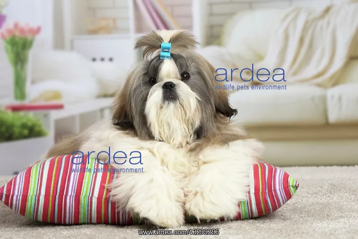 : 80194761 Dog - Shih Tzu Jean-Michel Labat All images : 80194761 Dog - Shih Tzu Jean-Michel Labat All images