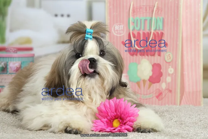 : 80194762 Dog - Shih Tzu Jean-Michel Labat All images : 80194762 Dog - Shih Tzu Jean-Michel Labat All images