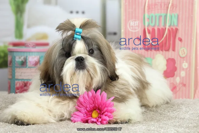 : 80194763 Dog - Shih Tzu Jean-Michel Labat All images : 80194763 Dog - Shih Tzu Jean-Michel Labat All images