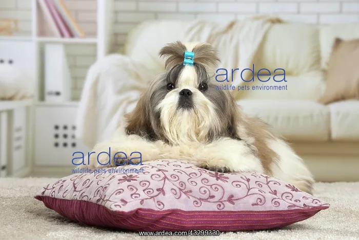 : 80194764 Dog - Shih Tzu Jean-Michel Labat All images : 80194764 Dog - Shih Tzu Jean-Michel Labat All images