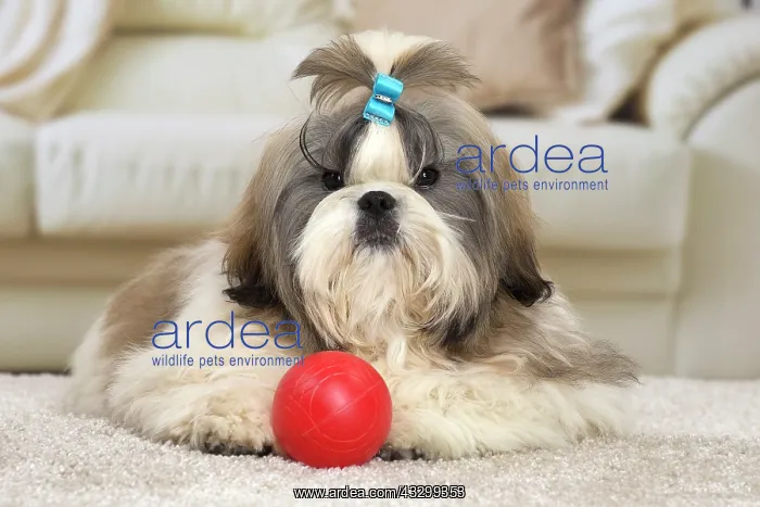 : 80194766 Dog - Shih Tzu Jean-Michel Labat All images : 80194766 Dog - Shih Tzu Jean-Michel Labat All images