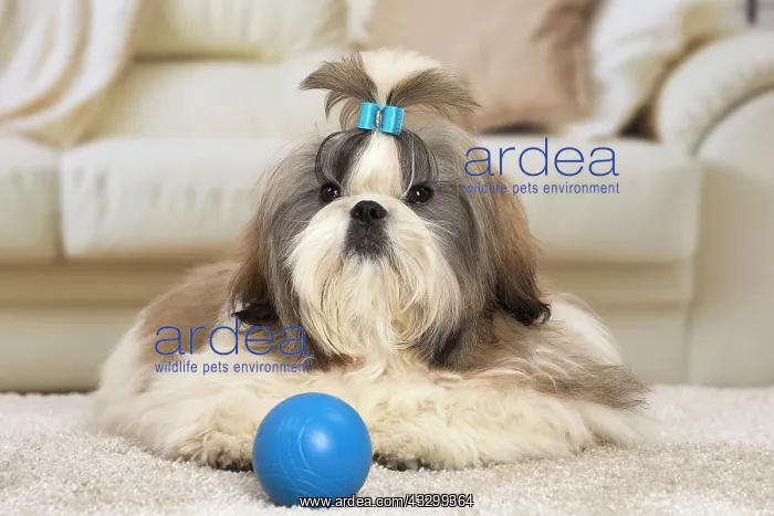 : 80194767 Dog - Shih Tzu Jean-Michel Labat All images : 80194767 Dog - Shih Tzu Jean-Michel Labat All images