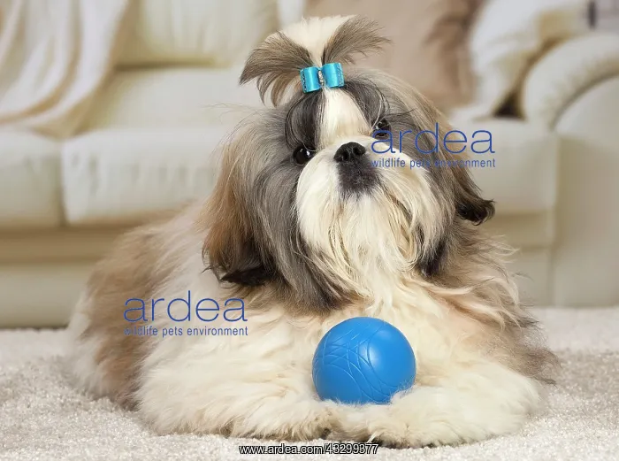 : 80194768 Dog - Shih Tzu Jean-Michel Labat All images : 80194768 Dog - Shih Tzu Jean-Michel Labat All images