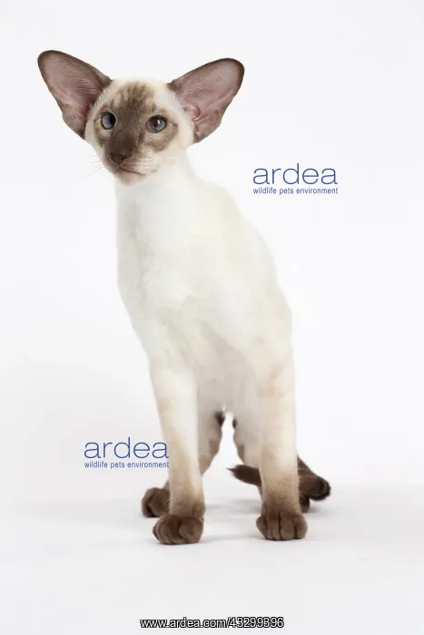 : 80194770 Cat - Siamese Jean-Michel Labat All images : 80194770 Cat - Siamese Jean-Michel Labat All images