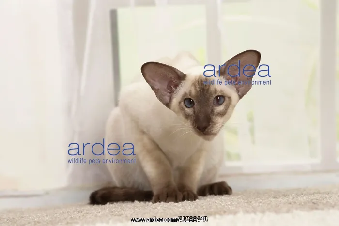 : 80194776 Cat - Siamese Jean-Michel Labat All images : 80194776 Cat - Siamese Jean-Michel Labat All images