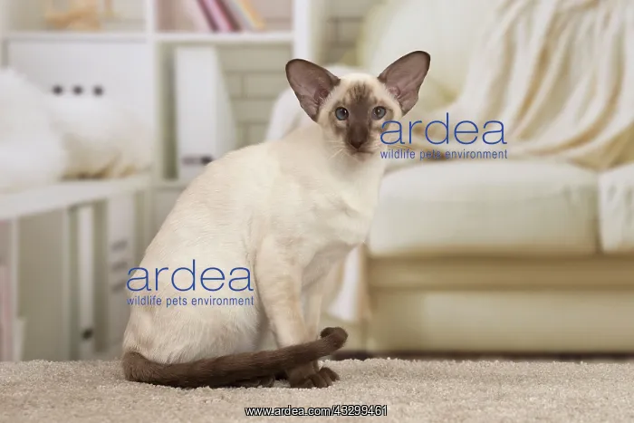 : 80194778 Cat - Siamese Jean-Michel Labat All images : 80194778 Cat - Siamese Jean-Michel Labat All images