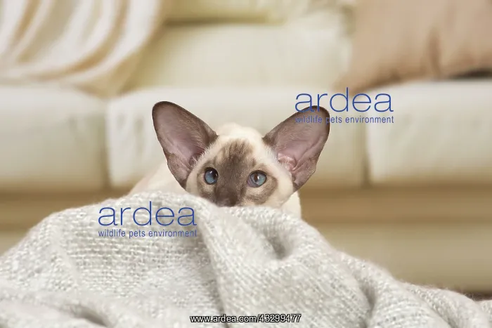 : 80194780 Cat - Siamese Jean-Michel Labat All images : 80194780 Cat - Siamese Jean-Michel Labat All images