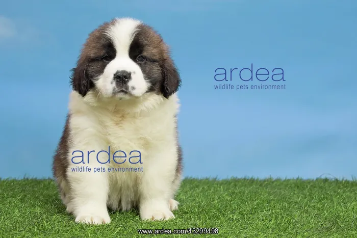 : 80194783 Dog - St. Bernard puppy Jean-Michel Labat : 80194783 Dog - St. Bernard puppy Jean-Michel Labat