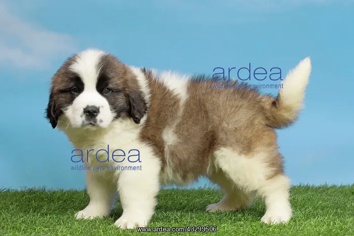 : 80194784 Dog - St. Bernard puppy Jean-Michel Labat : 80194784 Dog - St. Bernard puppy Jean-Michel Labat