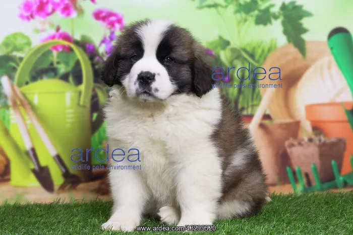 : 80194786 Dog - St. Bernard puppy Jean-Michel Labat : 80194786 Dog - St. Bernard puppy Jean-Michel Labat