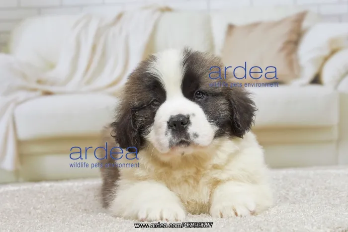 : 80194787 Dog - St. Bernard puppy Jean-Michel Labat : 80194787 Dog - St. Bernard puppy Jean-Michel Labat