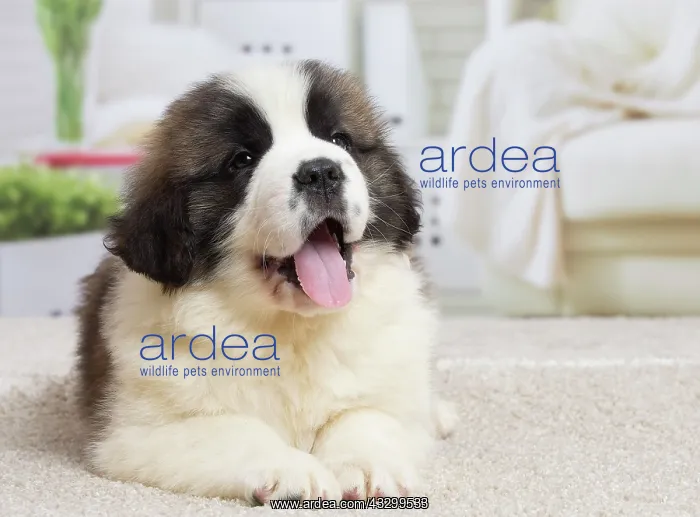 : 80194788 Dog - St. Bernard puppy Jean-Michel Labat : 80194788 Dog - St. Bernard puppy Jean-Michel Labat