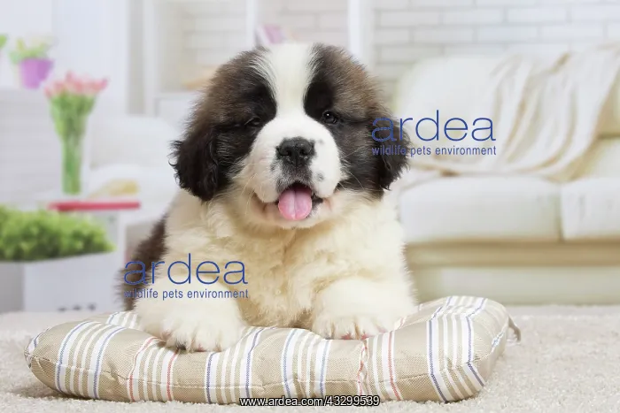 : 80194789 Dog - St. Bernard puppy Jean-Michel Labat : 80194789 Dog - St. Bernard puppy Jean-Michel Labat