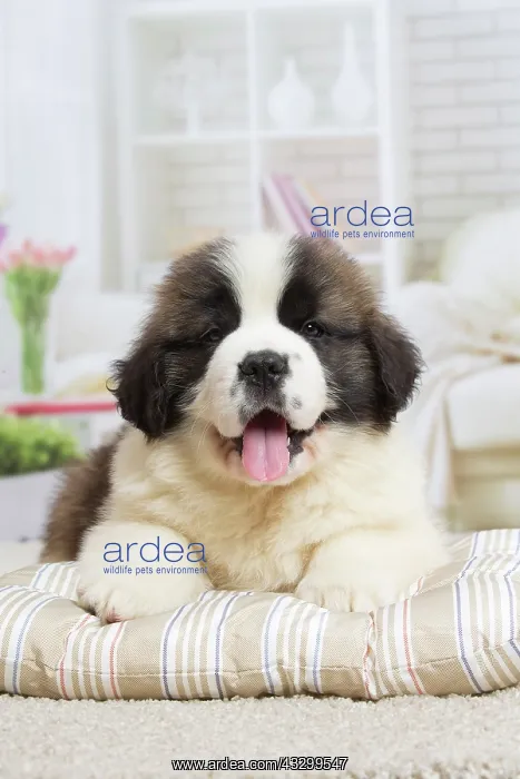: 80194790 Dog - St. Bernard puppy Jean-Michel Labat : 80194790 Dog - St. Bernard puppy Jean-Michel Labat