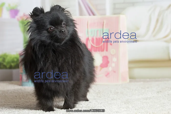  : 80194791 Dog - Black Dwarf Spitz  /  Pomeranian