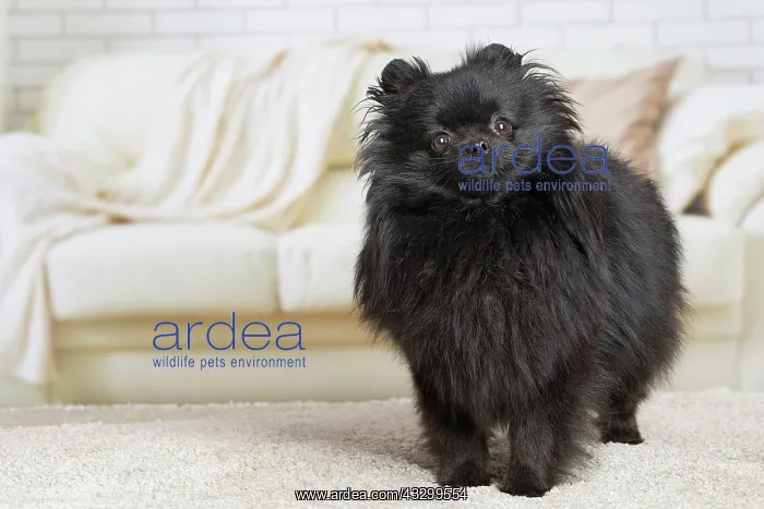 : 80194792 Dog - Black Dwarf Spitz / Pomeranian : 80194792 Dog - Black Dwarf Spitz / Pomeranian