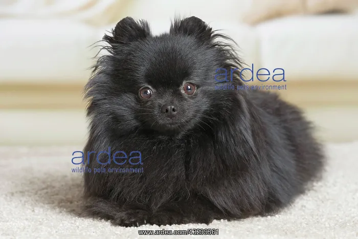  : 80194793 Dog - Black Dwarf Spitz  /  Pomeranian
