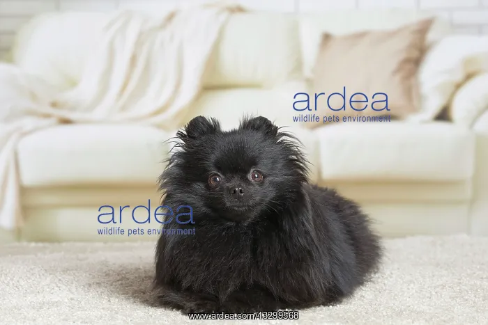  : 80194794 Dog - Black Dwarf Spitz  /  Pomeranian