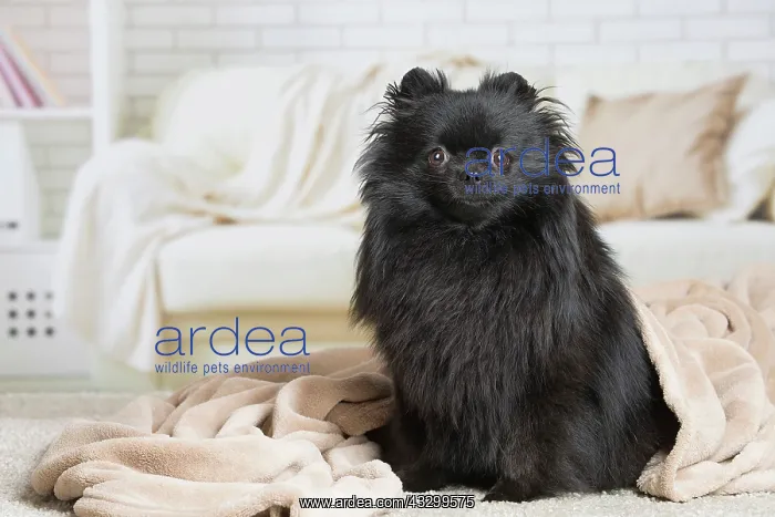  : 80194795 Dog - Black Dwarf Spitz  /  Pomeranian