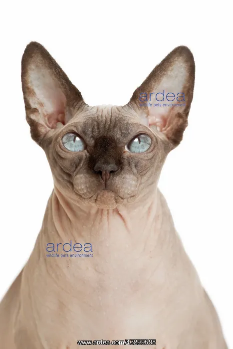 : 80194798 Cat - Sphynx Jean-Michel Labat All images : 80194798 Cat - Sphynx Jean-Michel Labat All images