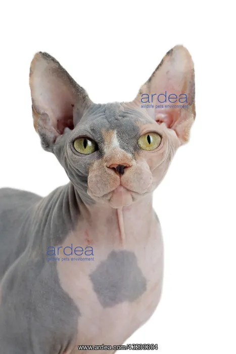 : 80194799 Cat - Sphynx Jean-Michel Labat All images : 80194799 Cat - Sphynx Jean-Michel Labat All images