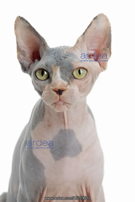 : 80194800 Cat - Sphynx Jean-Michel Labat All images : 80194800 Cat - Sphynx Jean-Michel Labat All images