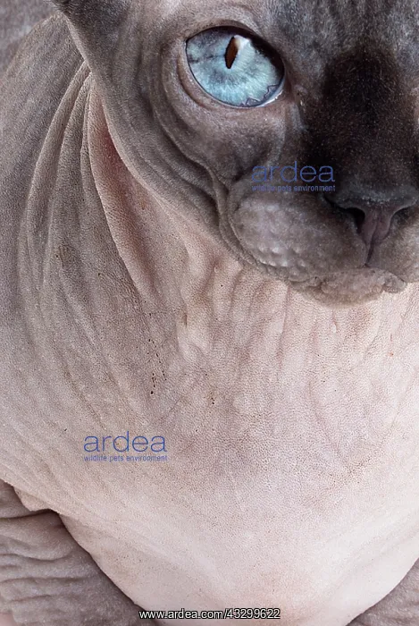 : 80194802 Cat - Sphynx Jean-Michel Labat All images : 80194802 Cat - Sphynx Jean-Michel Labat All images