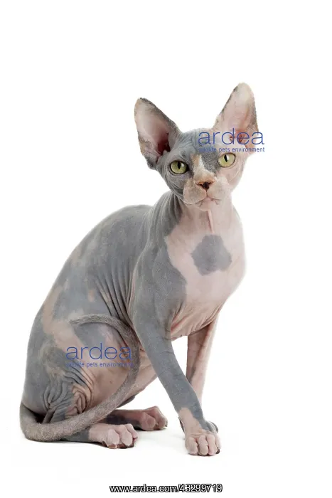 : 80194815 Cat - Sphynx Jean-Michel Labat All images : 80194815 Cat - Sphynx Jean-Michel Labat All images