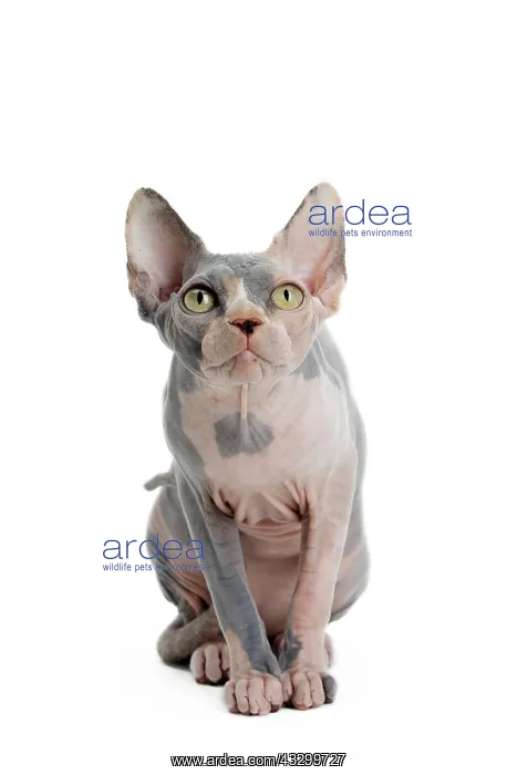 : 80194816 Cat - Sphynx Jean-Michel Labat All images : 80194816 Cat - Sphynx Jean-Michel Labat All images