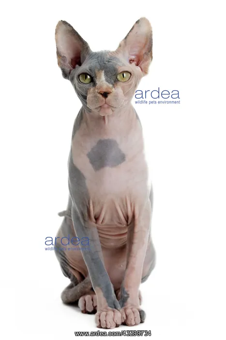 : 80194817 Cat - Sphynx Jean-Michel Labat All images : 80194817 Cat - Sphynx Jean-Michel Labat All images