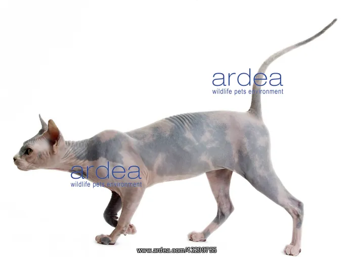 : 80194820 Cat - Sphynx Jean-Michel Labat All images : 80194820 Cat - Sphynx Jean-Michel Labat All images
